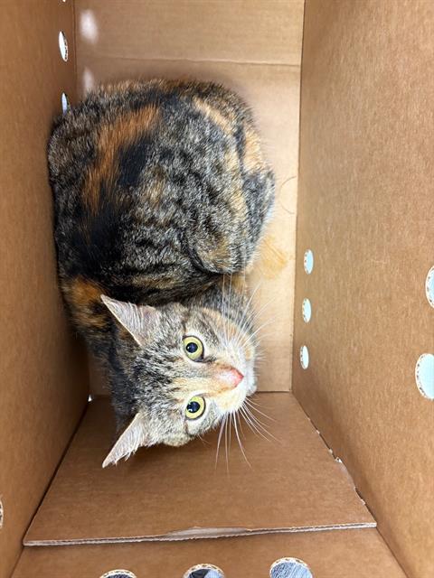 LITTLE BIT, an adoptable Domestic Short Hair in Jacksonville, FL