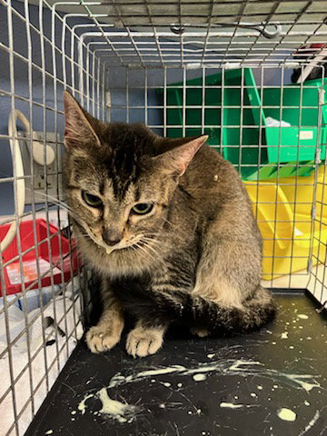 ANNABELLE, an adoptable Domestic Short Hair in Jacksonville, FL