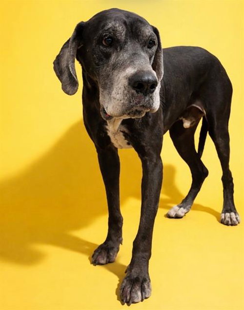picture of the dog needing adoption