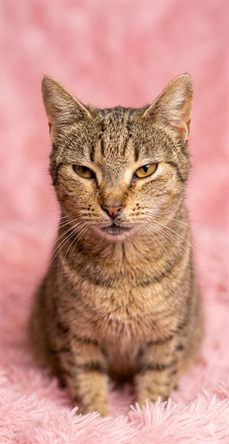picture of the cat needing adoption