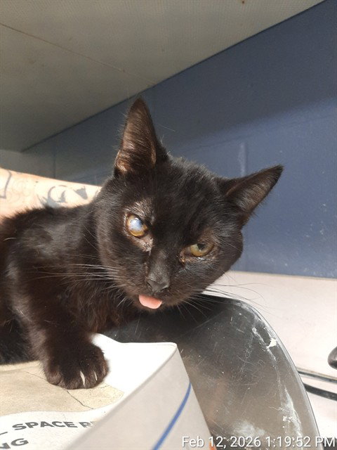 picture of the cat needing adoption