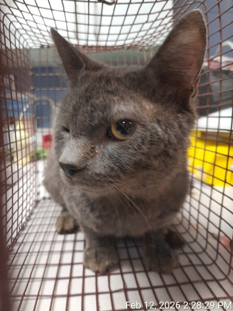 picture of the cat needing adoption