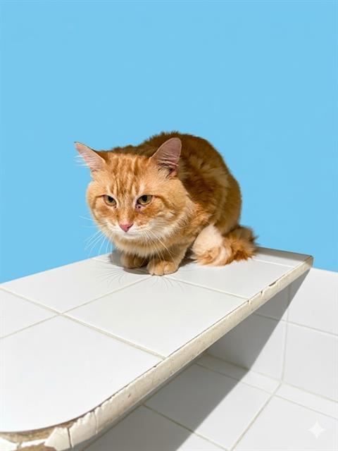 picture of the cat needing adoption