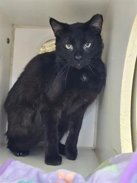 Blueberry - Domestic Short Hair