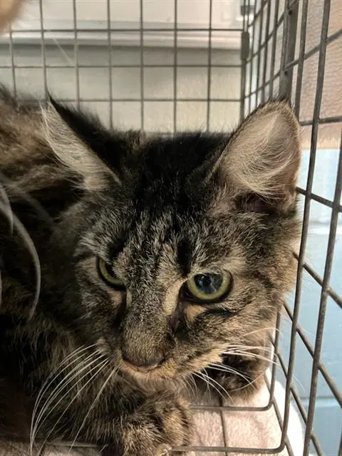 Circe - Domestic Short Hair
