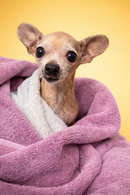 CHIQUI, an adoptable Chihuahua in Jacksonville, FL