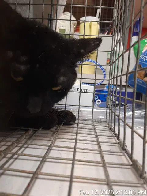 Frank - Domestic Short Hair