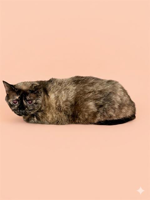SHINE, an adoptable Siamese in Jacksonville, FL