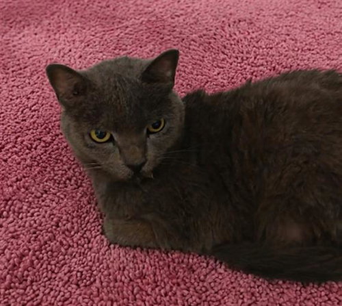 FRANCIS, an adoptable Domestic Short Hair in Jacksonville, FL