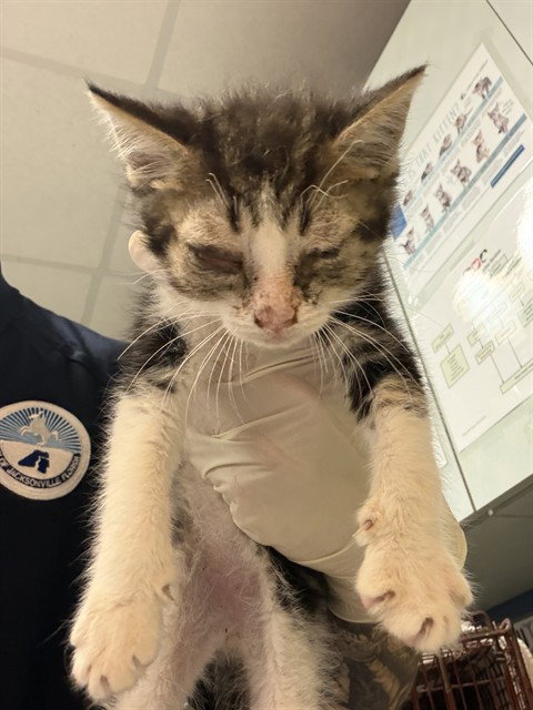 JAQ, an adoptable Domestic Short Hair in Jacksonville, FL