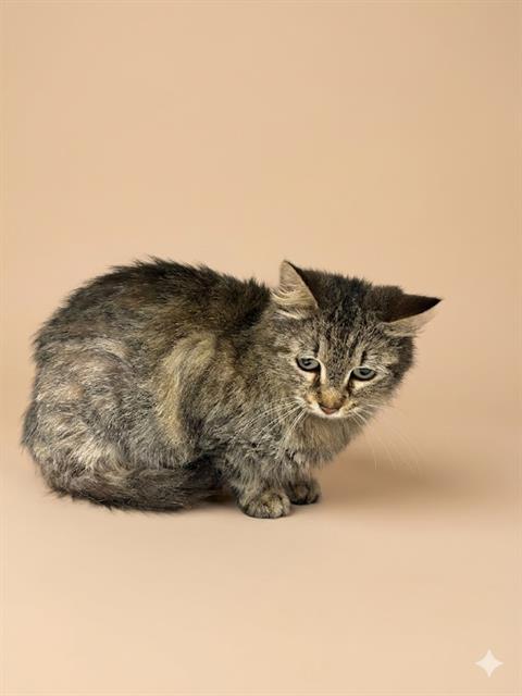ROBERTA, an adoptable Domestic Short Hair in Jacksonville, FL