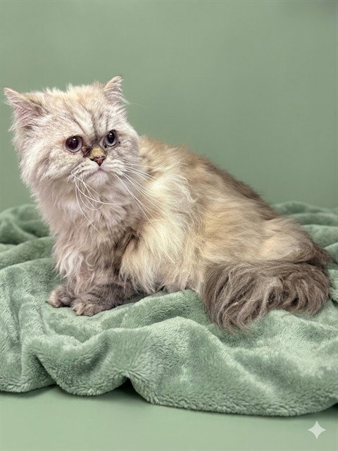 MUSHMUSH, an adoptable Domestic Long Hair in Jacksonville, FL
