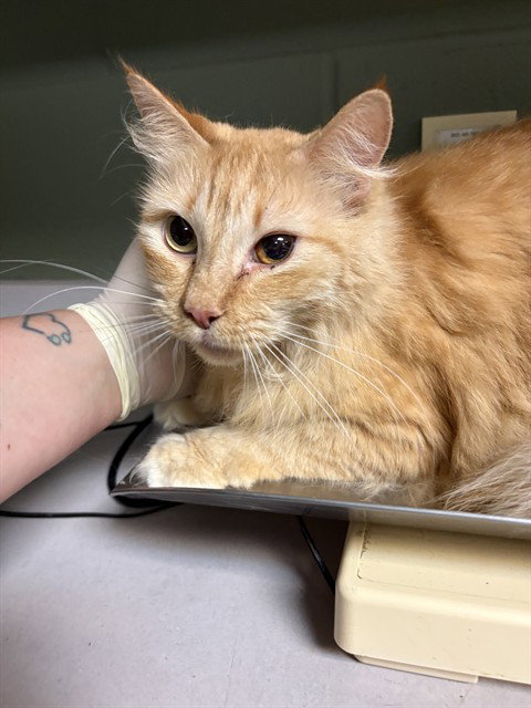 SOPHIA, an adoptable Domestic Long Hair in Jacksonville, FL