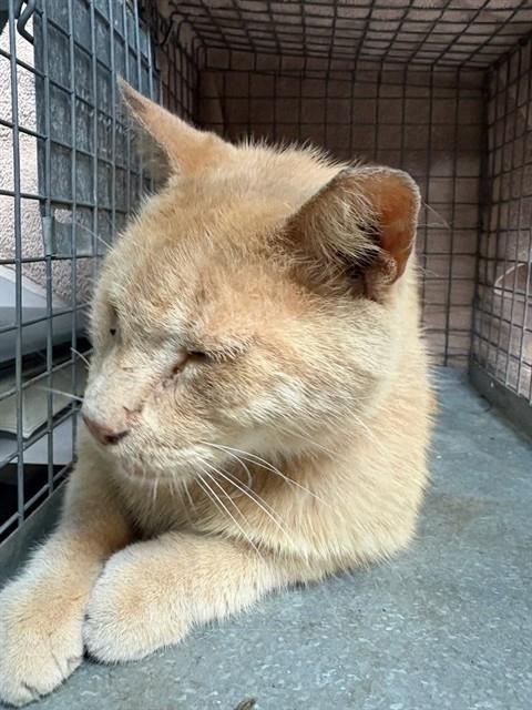 O MALLEY, an adoptable Domestic Short Hair in Jacksonville, FL