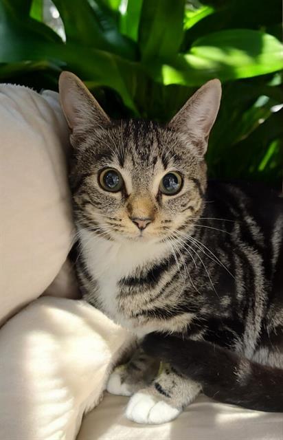SWEETIE, an adoptable Domestic Short Hair in Jacksonville, FL