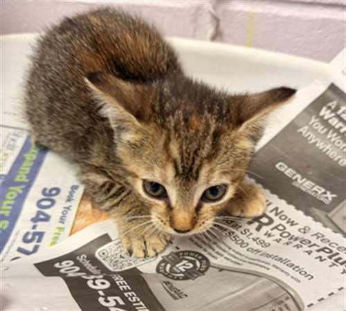GEORGE, an adoptable Domestic Short Hair in Jacksonville, FL