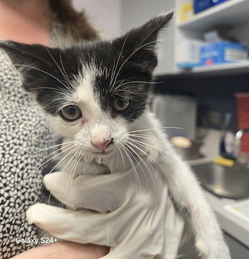 MICKEY, an adoptable Domestic Short Hair in Jacksonville, FL