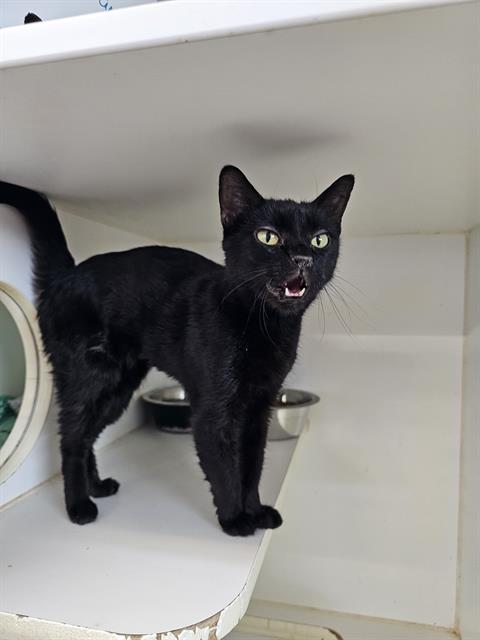 JANE, an adoptable Domestic Short Hair in Jacksonville, FL