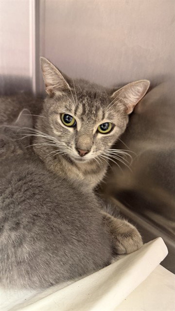 PETERBROOKE, an adoptable Domestic Medium Hair in Jacksonville, FL
