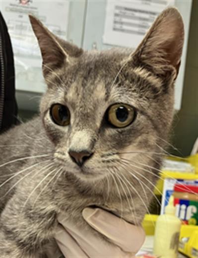 BONNIE, an adoptable Domestic Short Hair in Jacksonville, FL