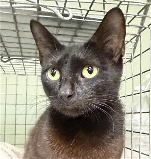 Beauty - Domestic Short Hair