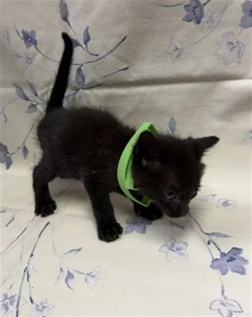 Cinder - Domestic Short Hair