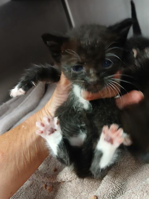 WIGGLES