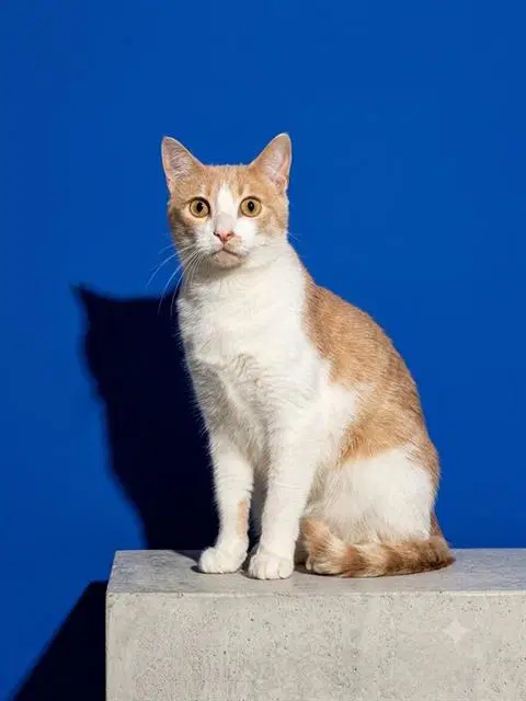 Tangerine - Domestic Short Hair