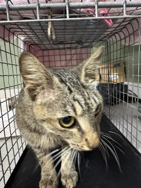 Amelia - Domestic Short Hair
