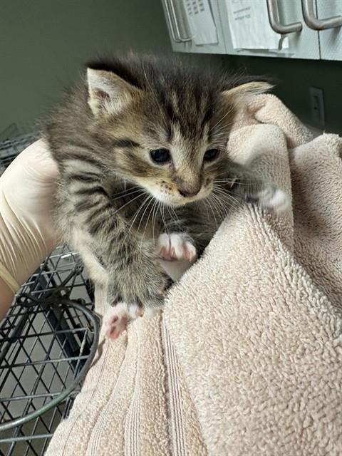 MIGUEL