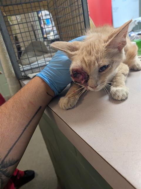 FANTA, an adoptable Domestic Short Hair in Jacksonville, FL