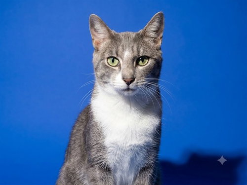 SWEETBOY, an adoptable Domestic Short Hair in Jacksonville, FL