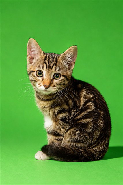 BOOTSY, an adoptable Domestic Short Hair in Jacksonville, FL