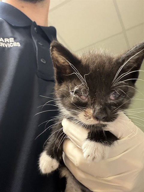 CLIPSE, an adoptable Domestic Short Hair in Jacksonville, FL