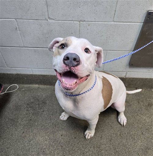 TANK, an adoptable American Pit Bull Terrier in Jacksonville, FL