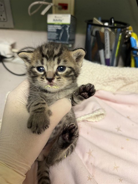 ENZO, an adoptable Domestic Short Hair in Jacksonville, FL