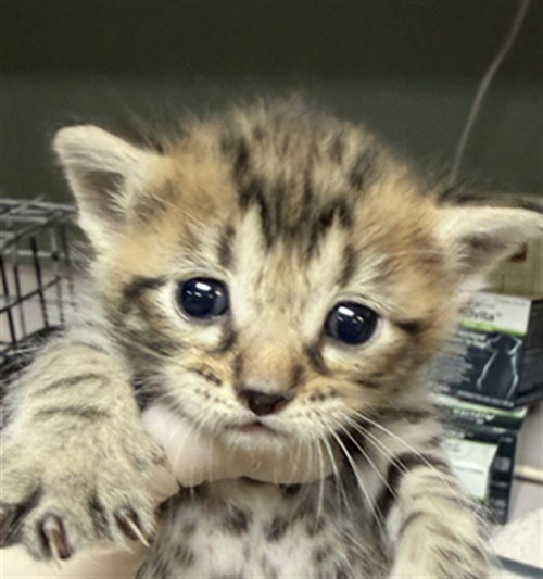 SUKI, an adoptable Domestic Short Hair in Jacksonville, FL