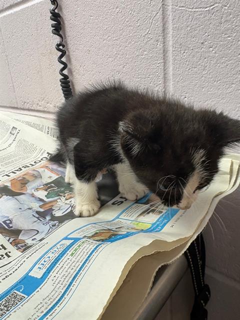 KATRICIA, an adoptable Domestic Short Hair in Jacksonville, FL