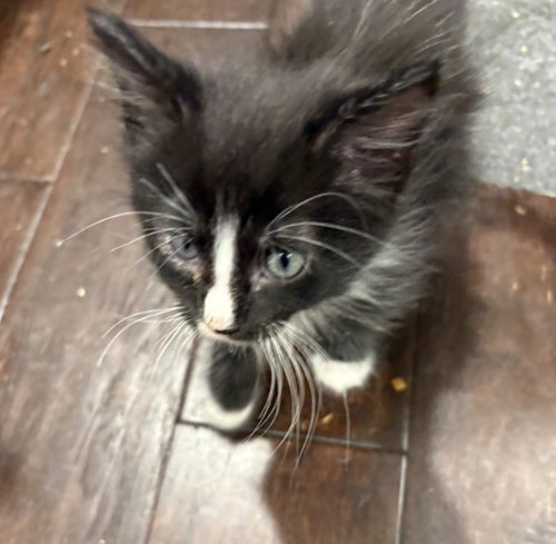 ZUKO, an adoptable Domestic Short Hair in Jacksonville, FL