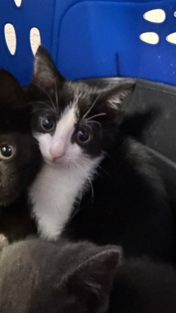 ANNABELL, an adoptable Domestic Medium Hair in Jacksonville, FL