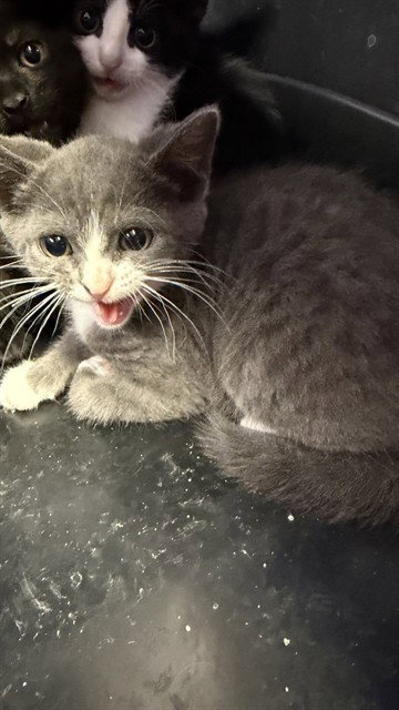 PIPER, an adoptable Domestic Medium Hair in Jacksonville, FL