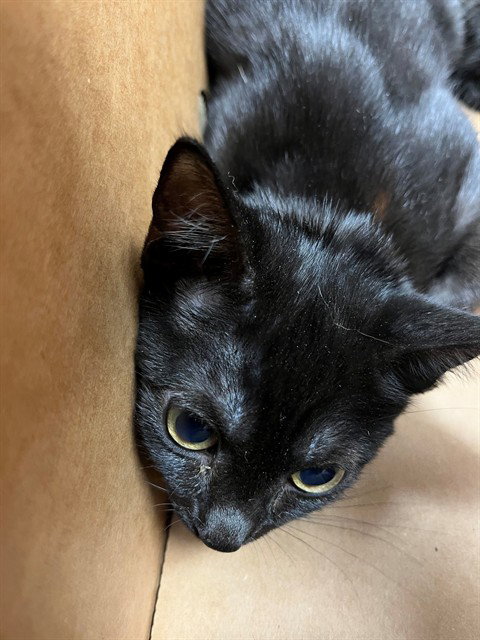 Jack