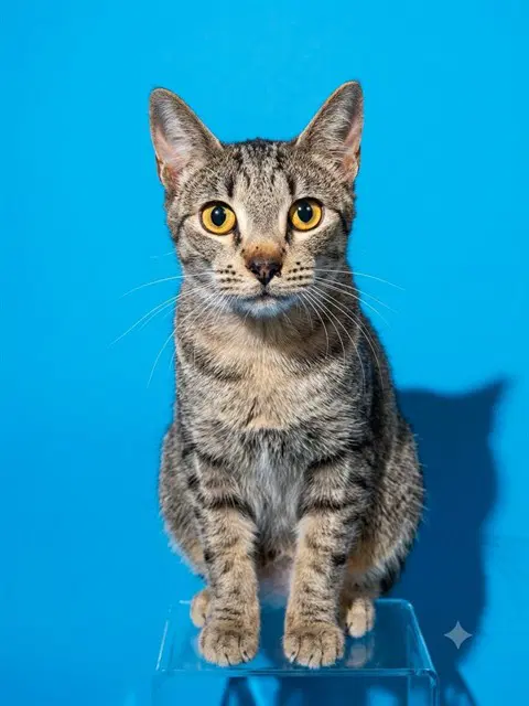 Bruce - Domestic Short Hair