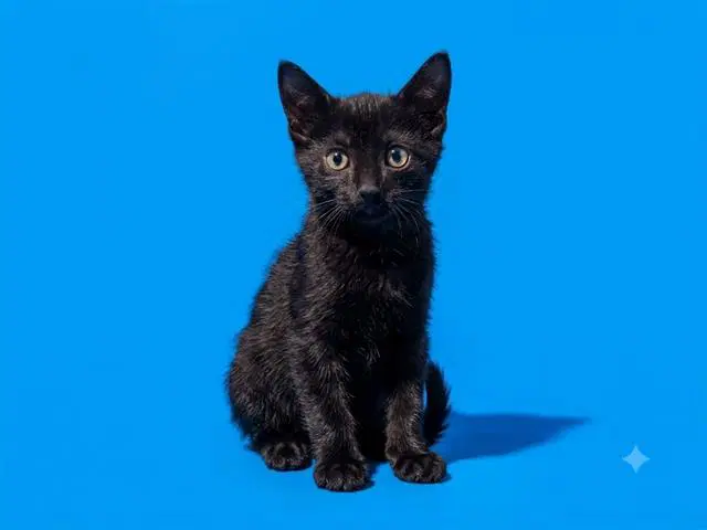 Pixie - Domestic Short Hair