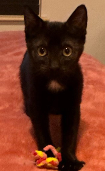 picture of the cat needing adoption