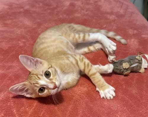 picture of the cat needing adoption