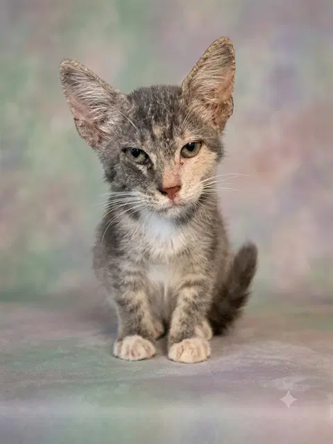 Kiwi - Domestic Short Hair