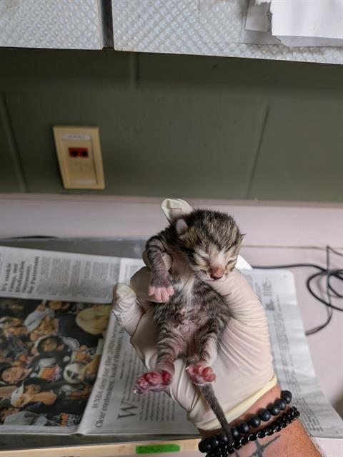picture of the cat needing adoption
