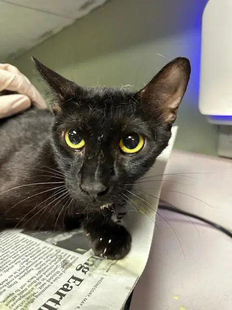 Tuna Tornado - Domestic Short Hair