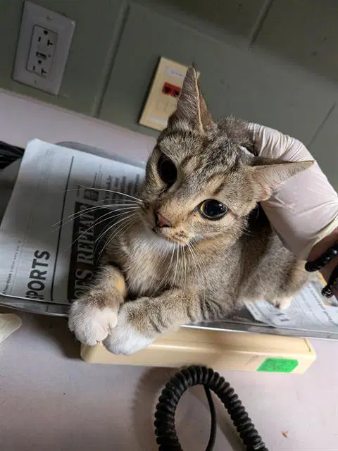 Pizza Boy Jr - Domestic Short Hair